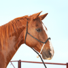 Halter Rope Nose Band W/ Lead-HALTER-Equibrand-Lucky J Boots & More, Women's, Men's, & Kids Western Store Located in Carthage, MO
