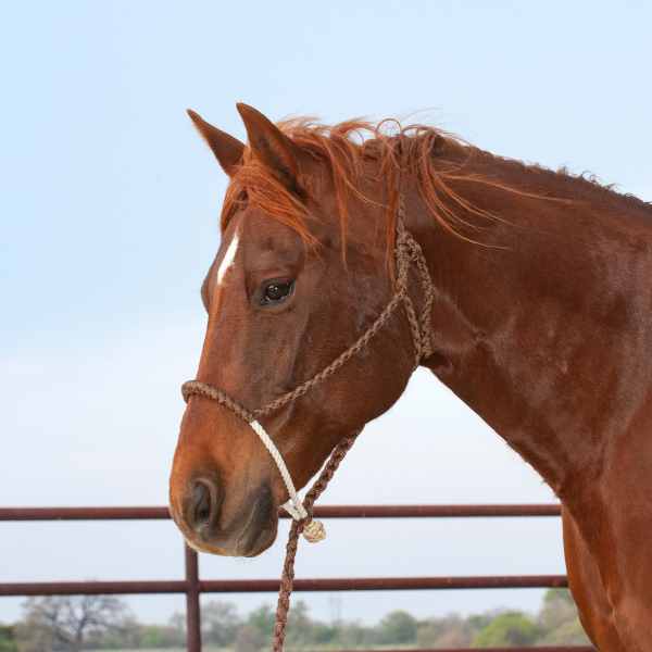 Halter Rope Nose Band W/ Lead-HALTER-Equibrand-Lucky J Boots & More, Women's, Men's, & Kids Western Store Located in Carthage, MO