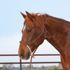 Halter Rope Nose Band W/ Lead-HALTER-Equibrand-Lucky J Boots & More, Women's, Men's, & Kids Western Store Located in Carthage, MO