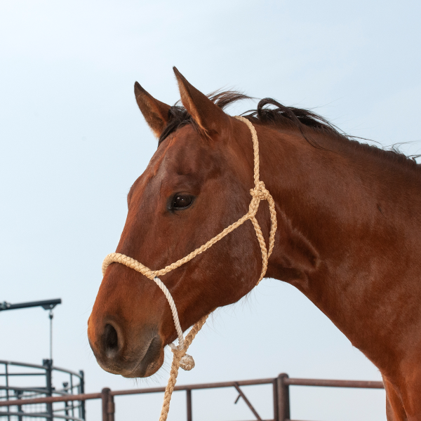 Halter Rope Nose Band W/ Lead-HALTER-Equibrand-Lucky J Boots & More, Women's, Men's, & Kids Western Store Located in Carthage, MO