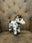 Bud Bud Appaloosa Horse