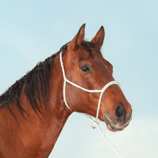Halter Rope Nose Band W/ Lead-Halter-Equibrand-Lucky J Boots & More, Women's, Men's, & Kids Western Store Located in Carthage, MO