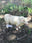 Charolais