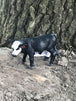 Black Baldy