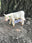 Charolais