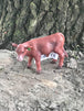 Red Angus