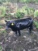Angus