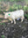 Charolais