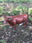 Red Angus