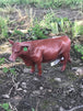 Red Angus
